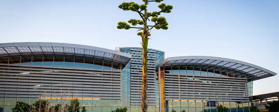 Image of agave plant in front of Terminal B. Photo by Supervisor Phil Serna.